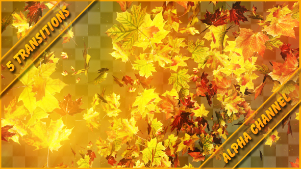 Golden Autumn Transitions