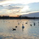 Lake and Swans With Sunset  - VideoHive Item for Sale