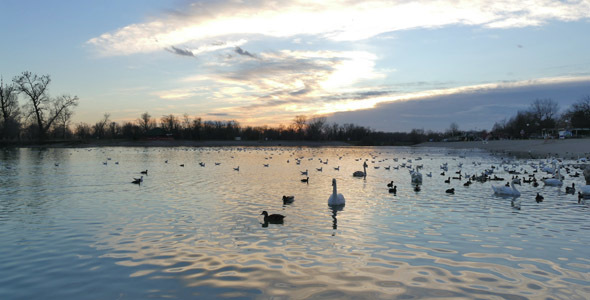 Lake and Swans With Sunset 