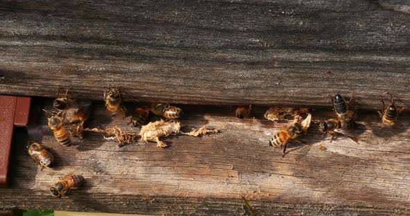 European Honey Bee, apis mellifera, cocoon of false ringworm released from the hive by the cleaners