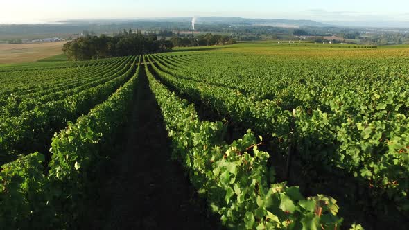 Aerial view of vineyard, Willamette Valley Oregon