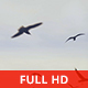 Seagulls and Clouds - VideoHive Item for Sale