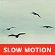 Seagulls Flying  - VideoHive Item for Sale