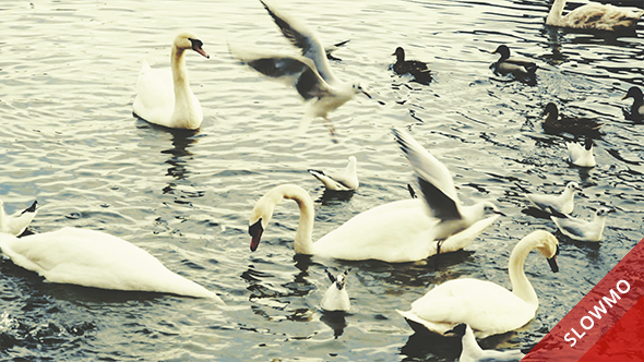 Swans Seagulls Ducks Pigeons by the River