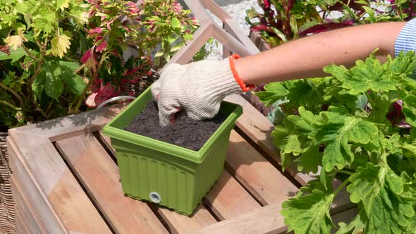 Female Hand Planting Grown Seed in the Ground in Pot with Iron Shovel