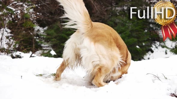 Golden Retriever Dog Outside Playing in Snow