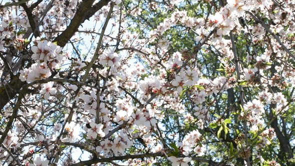 Almond Blossom on Branch