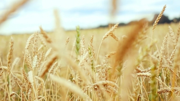 Golden Wheat Field And Sunny Day 