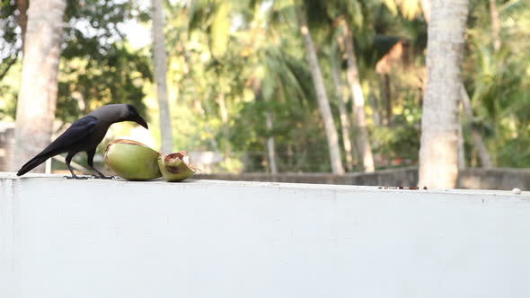 Crow Sit near Coconut