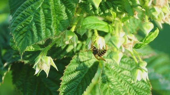 Common Wasp  -Vespula Vulgaris-