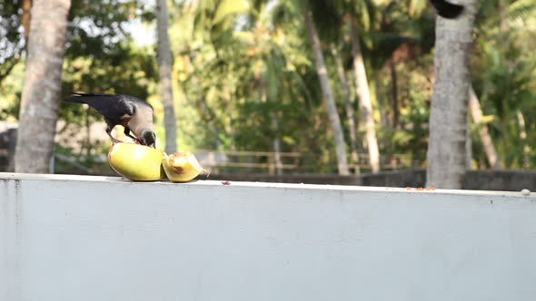 Crow Sit near Coconut