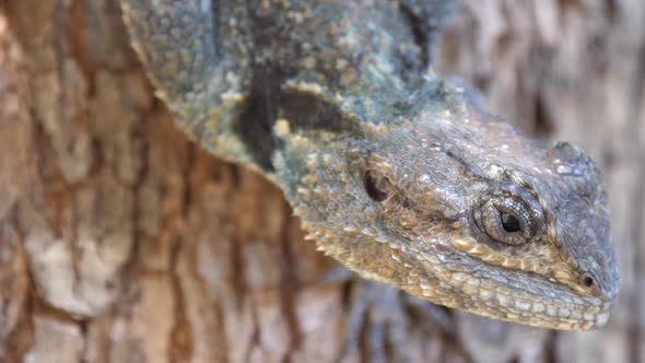 Close up from the head of a southern tree agama 