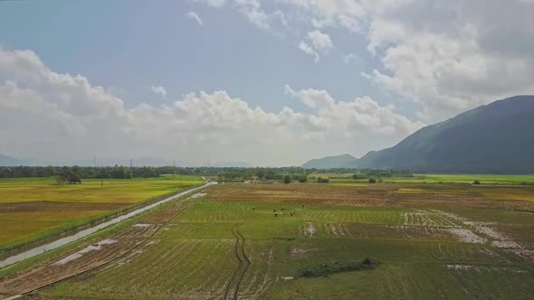 Drone Flies Over Large Green Rice Field Against Blue Sky