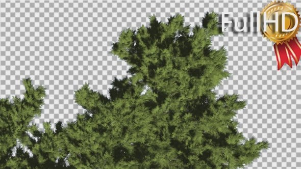 Monterey Cypress Crown Top Down Coniferous alt