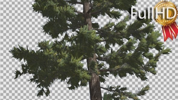 Douglas Fir Trunk Tall Tree Branches on a Top alt