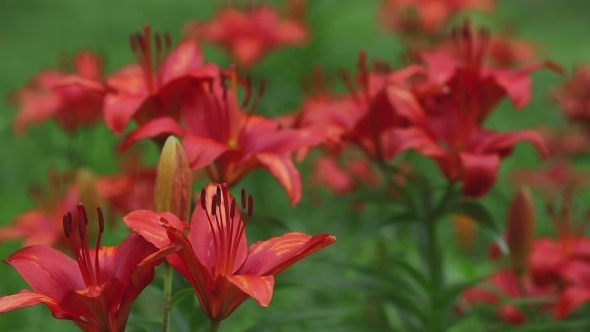 Red Lily Flowers,rack Focus