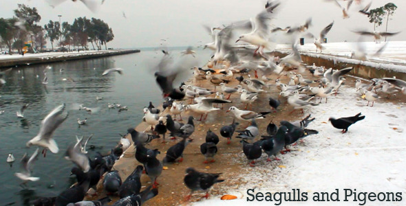 Seagulls and Pigeons
