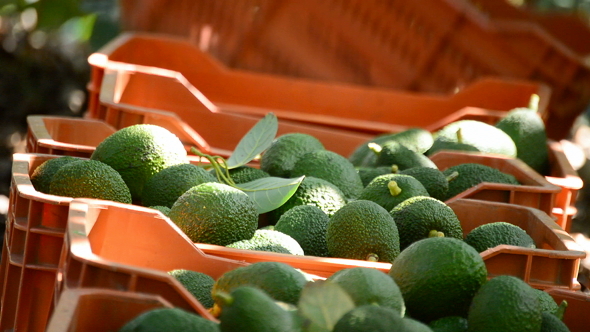 Harvested Avocado Fruit in Boxes