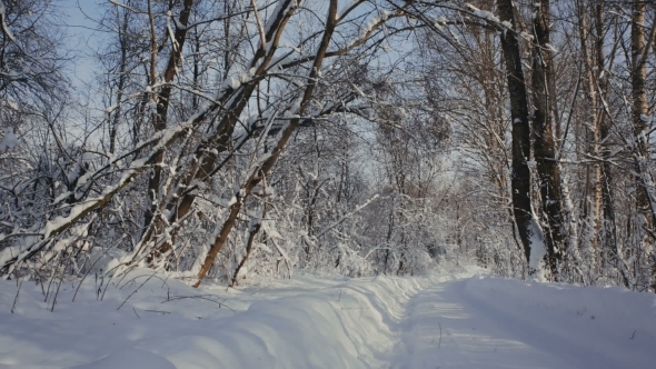 Road Through Snowy Forest
