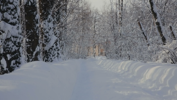 Road Through Snowy Park