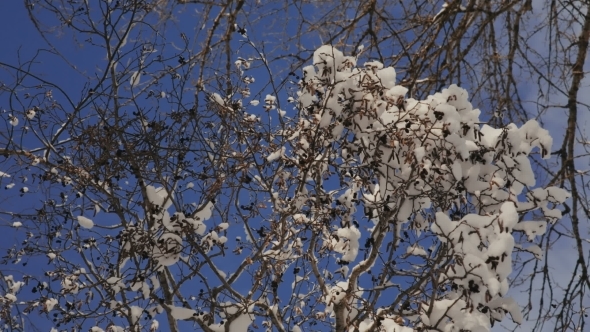 Snow On The Branches While Snowing In The Forest