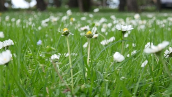 Wild Chamomile Flowers On a Field On a Sunny Day