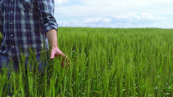 Farmer in a Wheat Field