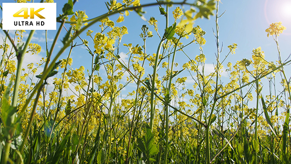 Canola Flowers And Blue SkY