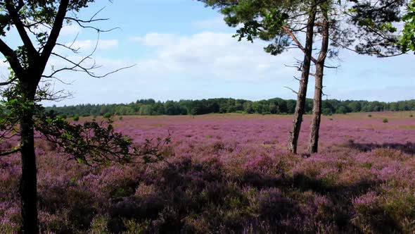 Beautiful Flowering Heath Fields On A Sunny Day In Veluwe National Park, Netherlands. - Drone Shot