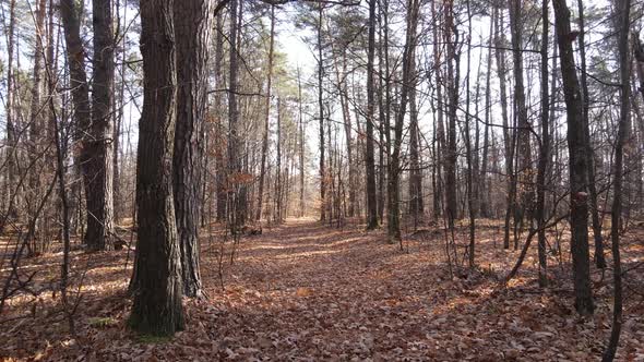 Forest with Trees in the Fall