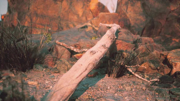 Dry Dead Tree Branches and Mountain Ridge