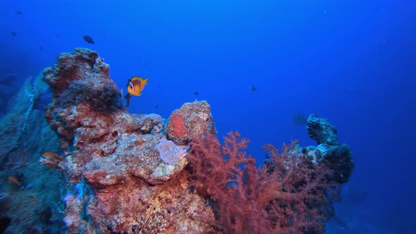 Blue Sea Water Clownfish