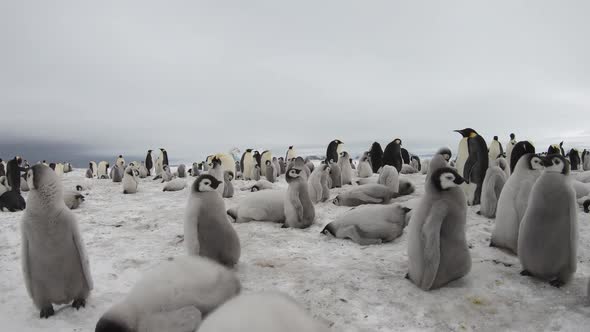 Emperor Penguins with Chiks Close Up in Antarctica