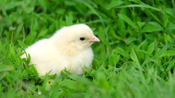 Beautiful Yellow Little Chicken in the Green Grass One Chicken in the Garden