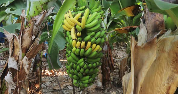 Banana Tree Plantations Where Only Ripe Organic Natural