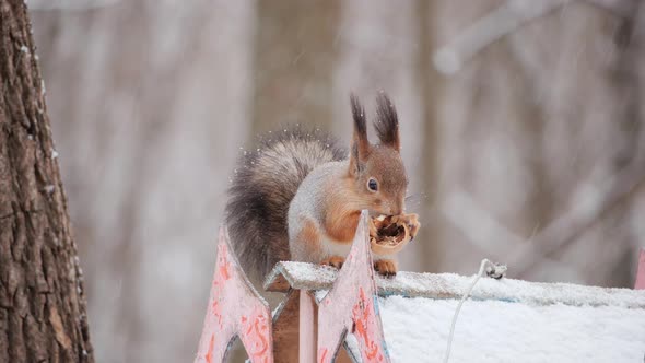 Close Up Squirrel Sitting Bird Feeder Winter Forest