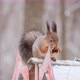Close Up Squirrel Sitting Bird Feeder Winter Forest - VideoHive Item for Sale