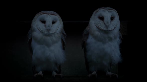 Owls On Perch Outside Old Barn In The Evening