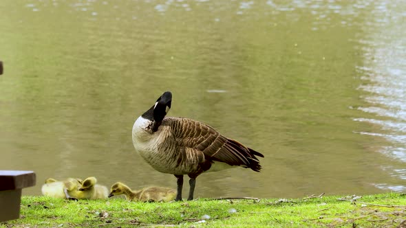 Closeup of Canada Goose with goslings relaxing by the river.
