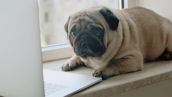 Cute Dog Pug with a Laptop on the Windowsill