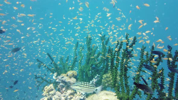 The Underwater World of a Coral Reef