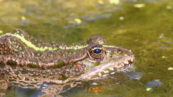 Green Frog in the River. Close-Up. Portrait Face of Toad in Water with Water Plants