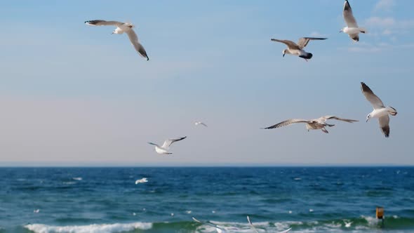 Seagulls and Albatrosses Soar in the Sky Over the Sea Coast