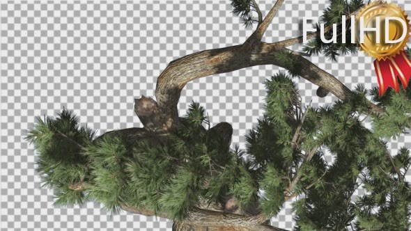 Jeffrey Pine Pinus Jeffreyi Top Down Coniferous alt