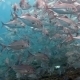 School Of Fish Bigeye Trevallies (Tursiops Truncates) Reefs Bali - VideoHive Item for Sale
