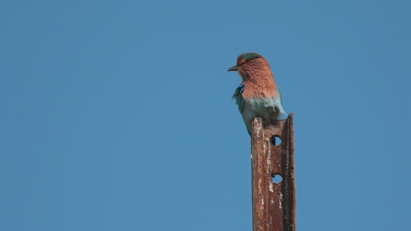 Indian Roller (Coracias Benghalensis)