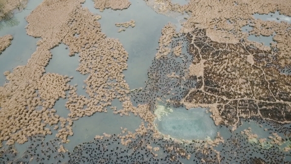 Aerial View: Pond, Algae, Swamp, Forest In Ukraine