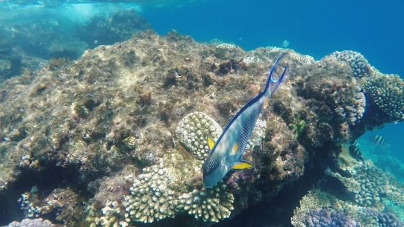 Exotic Fish In The Red Sea