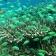 Thriving  Coral Reef Alive With Marine Life - VideoHive Item for Sale