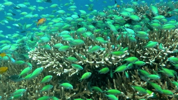 Thriving  Coral Reef Alive With Marine Life